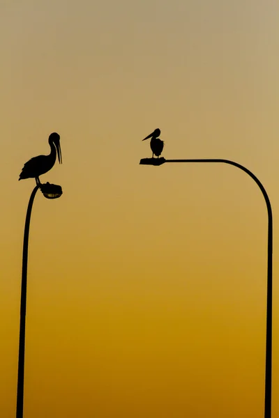 Пеликаны сидят на вершине дорожных огней Лицензионные Стоковые Фото