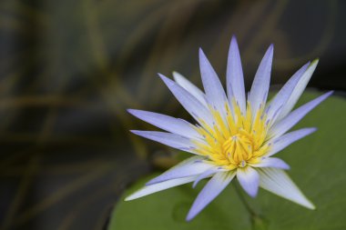Mısır (Nymphaea Caerulea mavi Lotus)