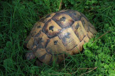 bir kutu turtle gür yeşil çim