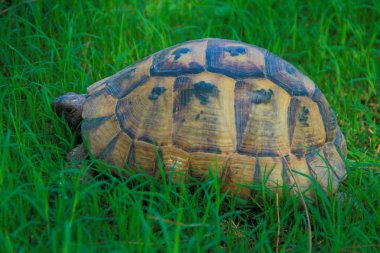 bir kutu turtle gür yeşil çim