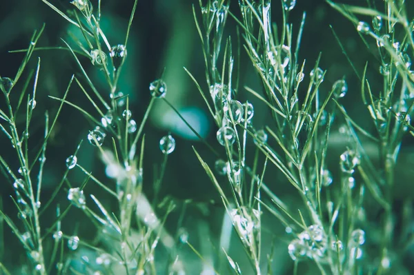 Taze yeşil çimen ve köpüklü çiy damlaları. Yumuşak bokeh arka planlı doğal sabah nemi, sığ alan derinliği, taze doğa ve bahar atmosferi kavramı.