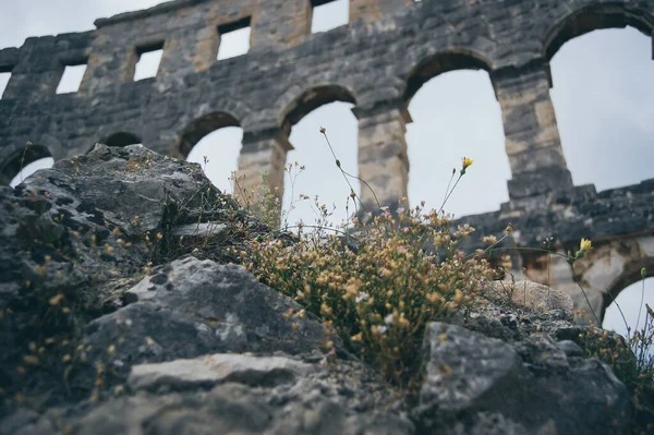 Pula, Istria, Hırvatistan ve Avrupa 'daki antik Roma amfitiyatrosunun kayalık ön planda ve kır çiçeklerinin üzerinde yükselen taş kemerlerle düşük açılı görüntüsü. Bulutlu gökyüzü altında tarihi kalıntılar, ünlü arkeolojik dönüm noktası ve seyahat noktası