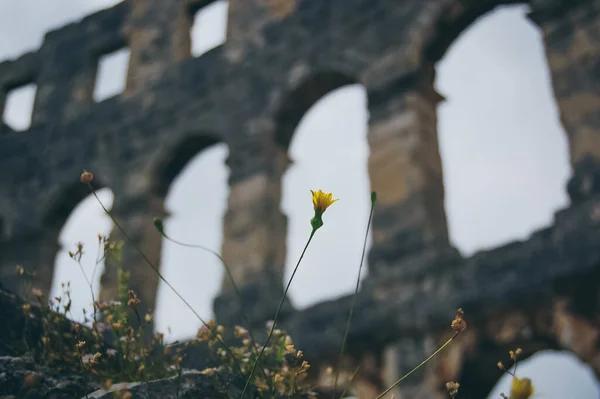 Pula, Istria, Hırvatistan ve Avrupa 'daki antik Roma amfitiyatrosunun kayalık ön planda ve kır çiçeklerinin üzerinde yükselen taş kemerlerle düşük açılı görüntüsü. Bulutlu gökyüzü altında tarihi kalıntılar, ünlü arkeolojik dönüm noktası ve seyahat noktası
