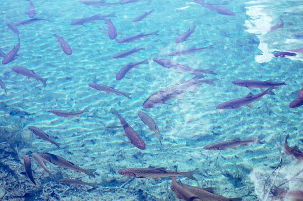 Kristal berrak mavi suda yüzen bir grup balık. Yumuşak ışık, dalgalanmalar ve görünür alt dokusu olan doğal sualtı sahnesi. Doğa, ekoloji, su yaşamı, tazelik ve çevre kavramları için mükemmel