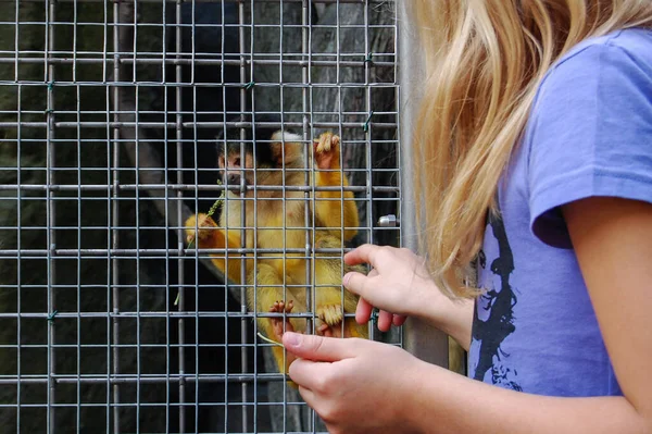 Çocuk hayvanat bahçesinde metal bir kafesten küçük bir maymunu besliyor. İnsan ve hayvan etkileşimi, tutsaklık, bakım ve vahşi yaşam koruma kavramı. Editoryal kullanım, eğitim ve etik tartışmalar için uygundur