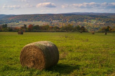 Saman balyaları güneşli bir öğleden sonra sonbahar renklerini gösteren ağaçlarla çevrili bir çayırda dinleniyor.. 