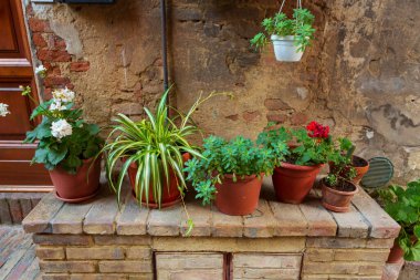 Saksı bitkileri Terra Cotta konteynırlarında yetişir.