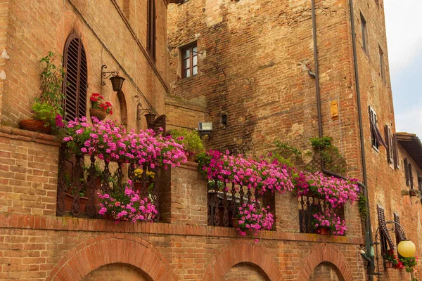 Topfpflanzen Wachsen Terra Cotta Containern Außerhalb Der Stadt — Stockfoto