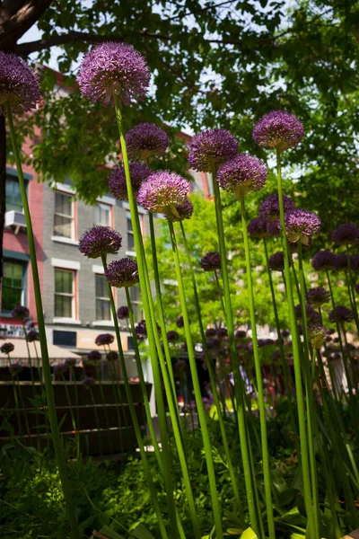 A large group of Alliums flowers, of the purple variety, grow in a planter box in an urban area in the Spring season during a sunny day.