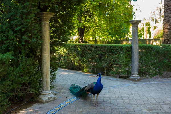 Séville Espagne Juin 2018 Les Jardins Alcazar Sont Une Attraction — Photo
