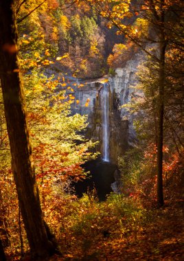 Taughannock Şelalesi 'nin çevresindeki sonbahar yaprakları, New York, Ithaca yakınlarındaki Rocky Dağları' nın doğusundaki en yüksek tek atımlık şelaledir. Bir şahin uçurumun üzerinde uçar. 