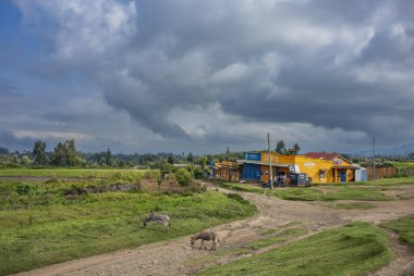 Ngarariga, Kenya, - 17 Haziran 2025: Çalışan ve yaşayan insanların toprak yolunda görülen kırsal yaşam. İki eşek, bir alışveriş merkezinin yakınında çimen yiyor. Ortalık fırtınalı bulutlarla çevrili..