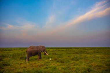 Bir fil akşam saatlerinde Amboseli Ulusal Parkı, Kenya, Afrika 'da gökyüzünde bulutlarla birlikte ovanın uzun otlarında beslenir..