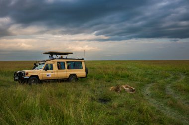 Masai Mara Ulusal Rezervi, Kenya, 20 Haziran 2025: Bir safari kamyonundaki turistler savanadaki uzun otların kapağında uyuyan bir aslanı gözlemlediler.