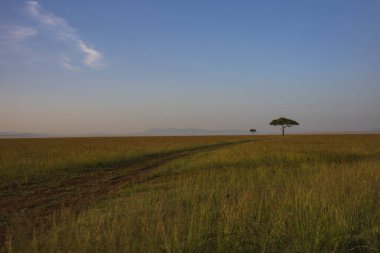 Öğleden sonra Masai Mara Ulusal Rezervi, Kenya, Afrika 'da gökyüzünde kümülüs bulutları olan sert ovalarda yalnız bir akasya ağacı..