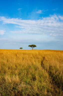 Öğleden sonra Masai Mara Ulusal Rezervi, Kenya, Afrika 'da gökyüzünde kümülüs bulutları olan sert ovalarda yalnız bir akasya ağacı..