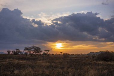Sabahın doğuşu bulutların arasından, Masai Mara Ulusal Rezervi, Kenya, Afrika 'da gökyüzünde kümülüs bulutları olan sert savanada, akasya ağaçlarının ormanı üzerine çıktı..