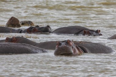 Hippopotamuses bathe and mate in the waters at Ngorongoro Crater National Park in Tanzania, Africa.