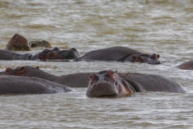 Su aygırları Tanzanya, Afrika 'daki Ngorongoro Krateri Ulusal Parkı' nda banyo yapar ve çiftleşirler..