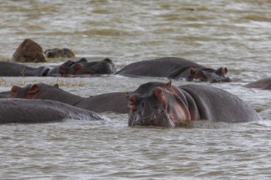 Su aygırları Tanzanya, Afrika 'daki Ngorongoro Krateri Ulusal Parkı' nda banyo yapar ve çiftleşirler..