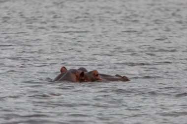 Su aygırları Tanzanya, Afrika 'daki Ngorongoro Krateri Ulusal Parkı' nda banyo yapar ve çiftleşirler..