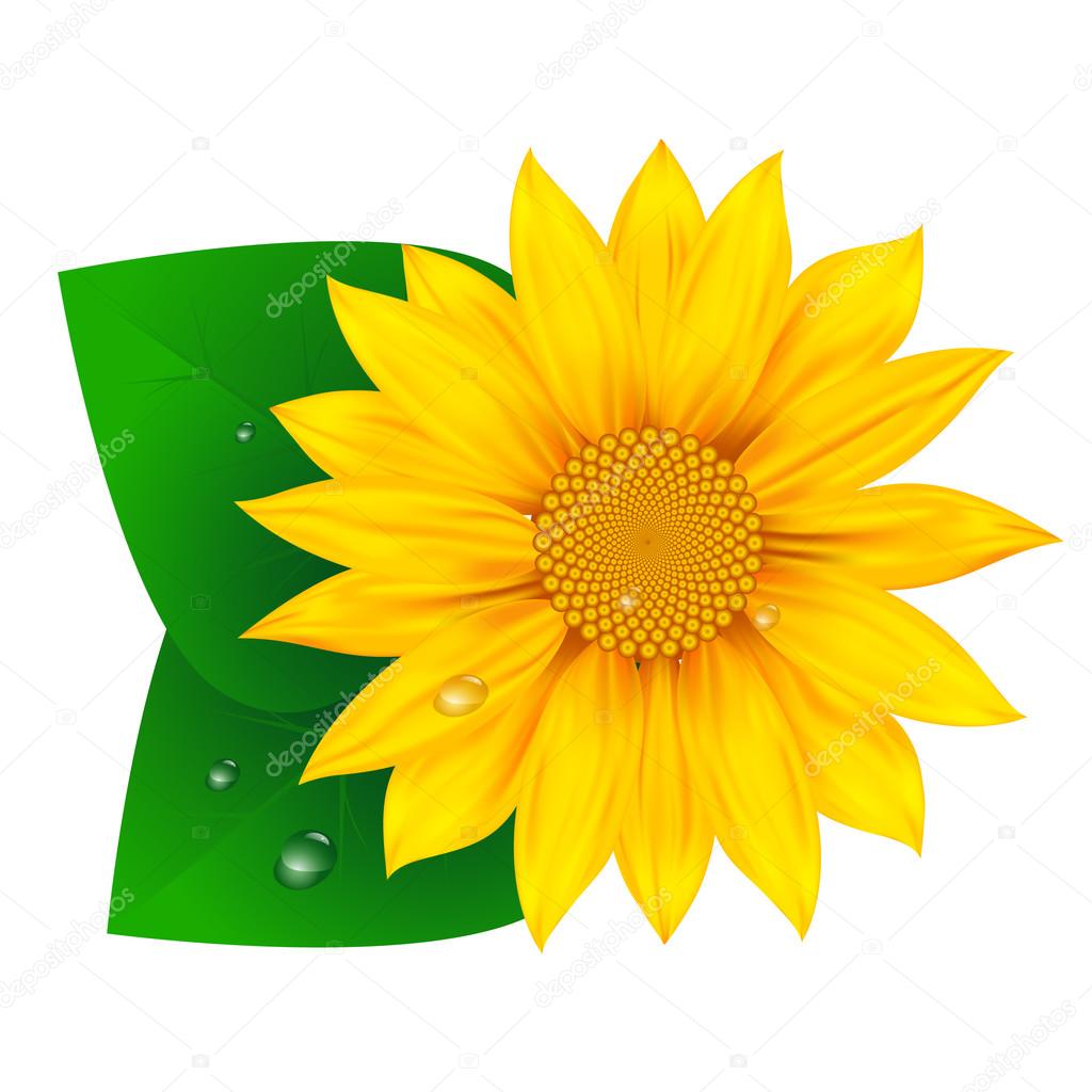 Isolated realistic sunflower logo with dew drops
