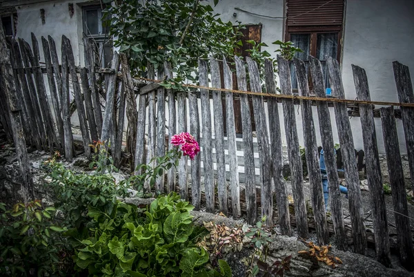 Old countryside yard with a fence and pink roses