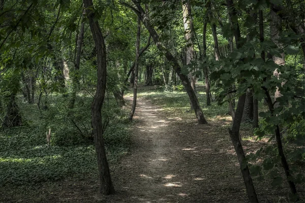 Toco Árvore Parque Sumice Belgrado — Fotografia de Stock