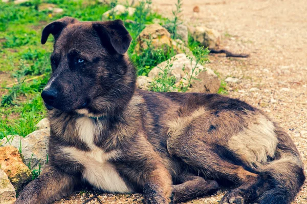 Ojos azules perro —  Fotos de Stock