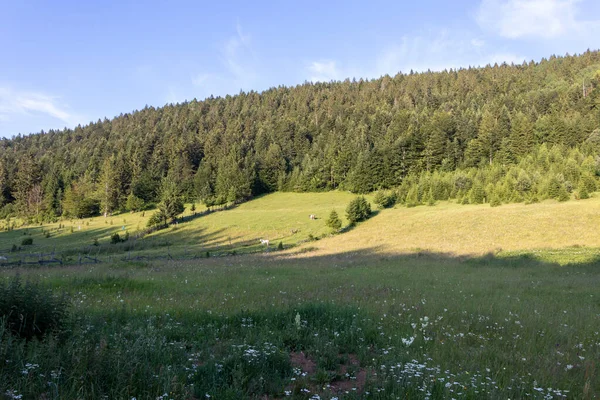 セルビアのタラ国立公園の牧草地に馬 — ストック写真