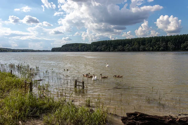 Grupo Cisnes Blancos Marrones Danubio Serbia — Foto de Stock