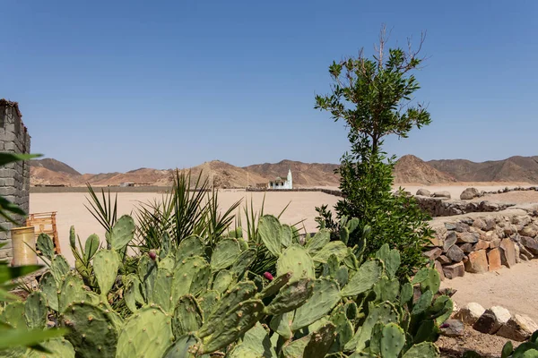 Een Kleine Woestijn Tuin Met Cactus Egypte — Stockfoto
