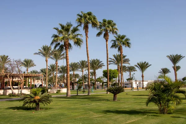 Hurghada Mısır Daki Palm Trees Tropikal Bahçesi — Stok fotoğraf