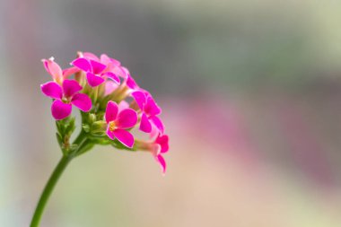 Yanan Katy 'nin pembe çiçekleri Kalanchoe çiçekleri