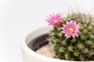 Mammillaria kaktüs çiçekleri ve beyaz bulanık arka planda, kil kapta pembe çiçekler. Seçici odak.