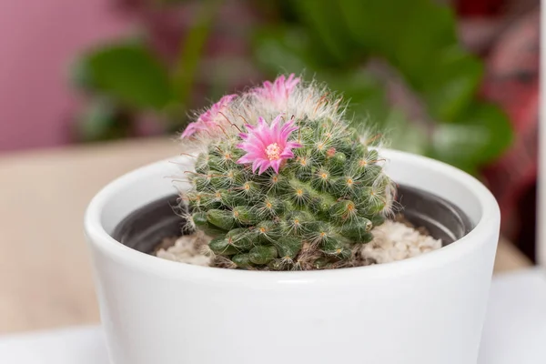 Flores de cactus fotos de stock, imágenes de Flores de cactus sin royalties | Depositphotos Flores de cactus fotos de stock, imágenes de Flores de cactus sin royalties | Depositphotos