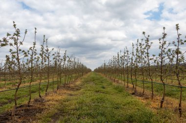 Büyükanne Smith Nisan 'da elma bahçesinde ağaçlar.