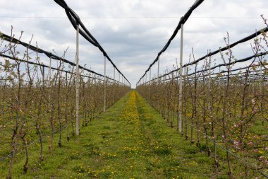 Nisan 'da elma bahçesinde altı yaşındaki altın lezzetli ağaçlar.