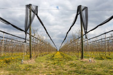 Elma ağacı fidanlığı için altın lezzetli elma ağaçları ile dolu karşıtı ağ