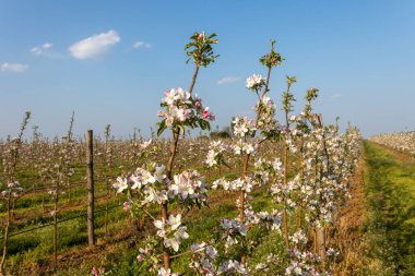 Elma ağacı çiçekleri gün batımında çiçek açar. Baharda çiçek açan elma bahçesi