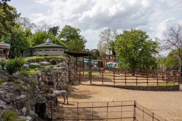 Belgrado Serbia Mayo 2021 Paisaje Del Zoológico Belgrado Zoológico Beograd —  Fotos de Stock