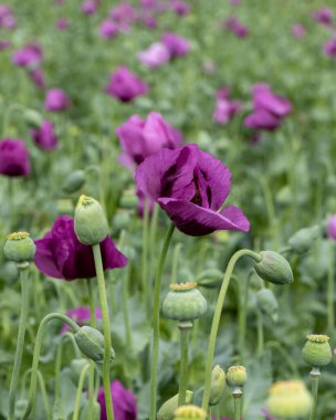 Papaver somniferum, yaygın olarak afyon haşhaşı olarak bilinir. Sırbistan 'da tarım alanı