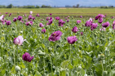 Papaver somniferum, yaygın olarak afyon haşhaşı olarak bilinir. Sırbistan 'da tarım alanı