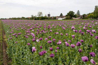 Papaver somniferum, yaygın olarak afyon haşhaşı olarak bilinir. Sırbistan 'da tarım alanı
