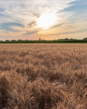 Buğday tarlası günbatımı manzarası. Yazın arpa tarlası.