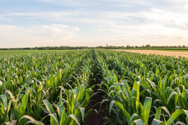 Sırbistan 'da mısır tarlasının üzerinde güzel bir akşam güneşi.