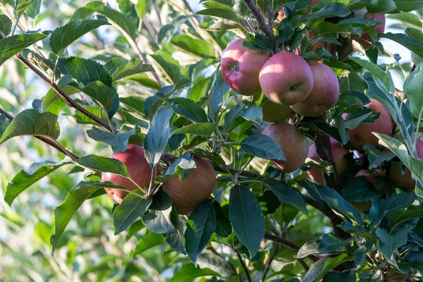 Ripe Royal Gala apples on an apple tree at Serbia apple orchard before picking season.