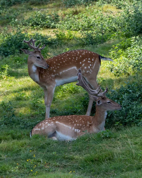 Jachère Européenne Daim Commun Dama Dama — Photo