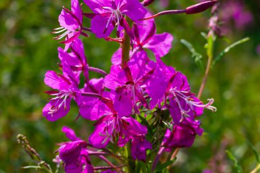 Parlak, güneşli bir günde yeşil çimlerin arka planında dar yapraklı fuşya rengi açan ateş otları.