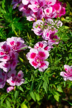Aydınlık bir yaz gününde yeşil çimenlerin üzerinde sardunyanın güzel pembe çiçekleri
